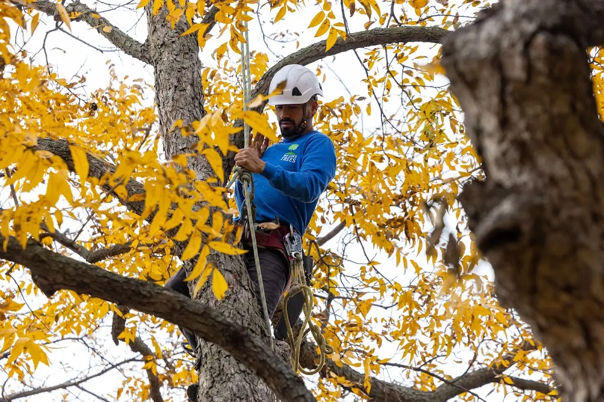 Skilled Tree Pruning crew working in Kasson